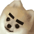 eyebrows